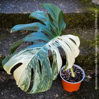 GROSSblättrige - Monstera Deliciosa Albo Variegata