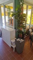 Hochwertige 2m Kunstpflanze (Geigenfeige / Ficus lyrata)