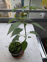 Chili Pflanze #1