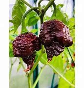 Borg 9 Chocolate - Capsicum Chinense - 10 Samen