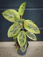 Ficus Elastica Shivereana (‘Moonshine’) - Ficus mal anders