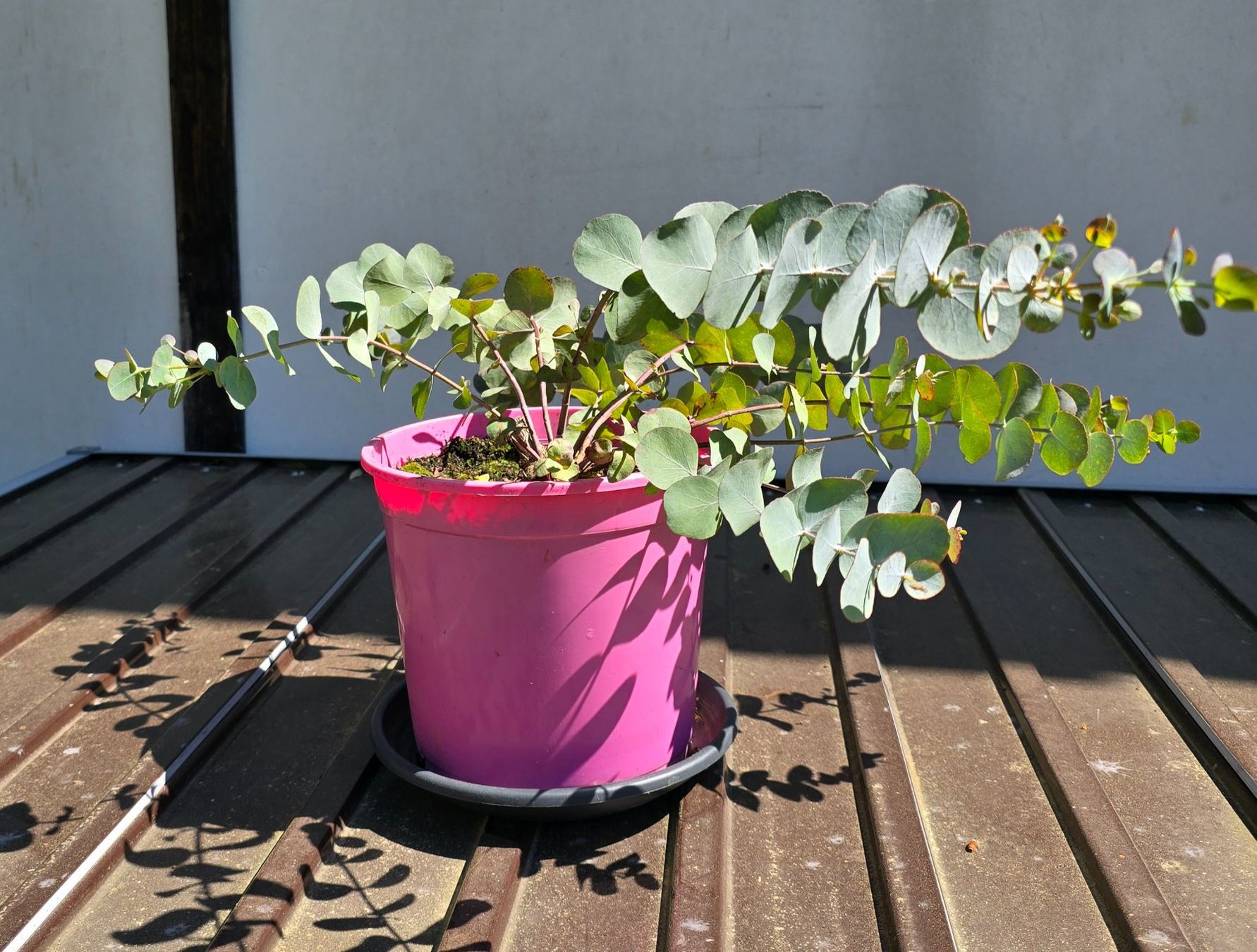Piante & sementi: Eukalyptus im Topf Klein – Usato da Aarburg venduto da popkorn65 1