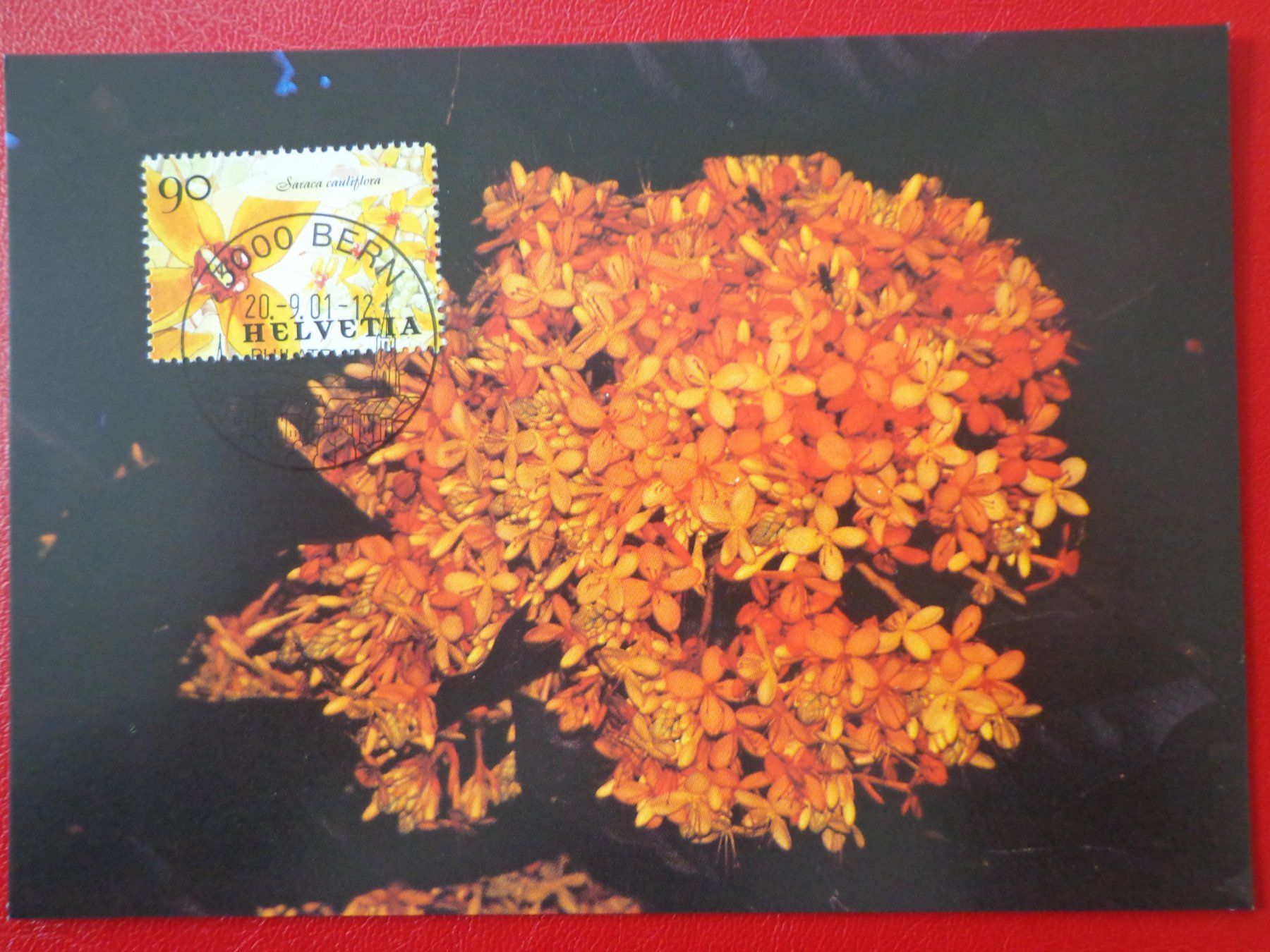 Tutti i francobolli: Maximumkarte MK 20.9.2001 Singapur-Schweiz BLUMEN Saraca – Nuovo (secondo la descrizione) da Le Locle venduto da aou_rf8w