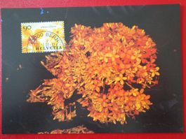 Maximumkarte MK 20.9.2001 Singapur-Schweiz BLUMEN Saraca