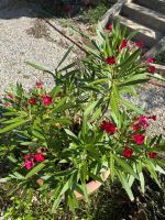 Prächtiger Oleander (Rot) – Wunderschön mit vielen Trieben