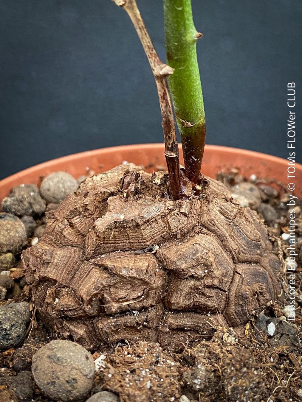 Pflanzen & Samen: Dioscorea elephantipes - "Turtle Plant" aus Südafrika – Neu und originalverpackt aus Adliswil von astom369 7