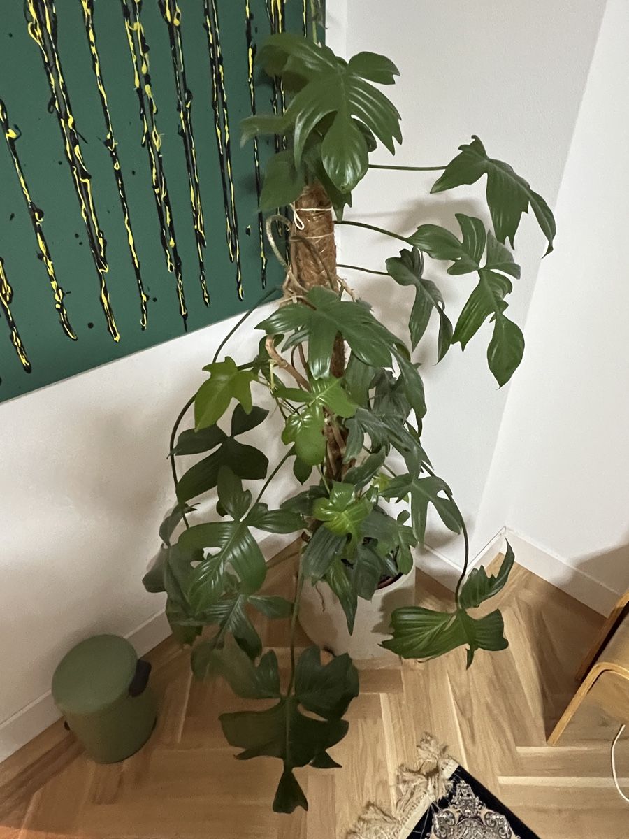 Piante & sementi: Grosse Philodendron ‘Florida Ghost’, ohne Topf – Usato da Zürich venduto da Swissbock 2