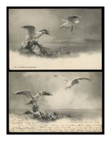 MOUETTES - 1903 "En vol et au bord de l’eau" Lot de 2x C.P.