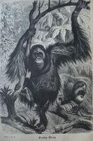 Orig. Holzstich 1876 - Orang Utan, Affen
