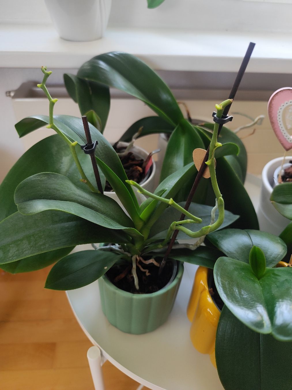 Pflanzen & Samen: 5 gesunde Orchideen mit Töpflis – Gebraucht aus Zürich von Claudia_Zueri 2
