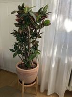 Zimmerpflanze Croton Kodiaeum Kroton 90cm OHNE TOPF