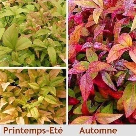 Piante & sementi: Bambou Sacré nain ¨FIRE POWER¨ 2x – Nuovo (secondo la descrizione) da Bremblens venduto da FIBONACCI369 1