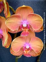 Phalaenopsis Bologna - orange-pastell farbige Schönheit