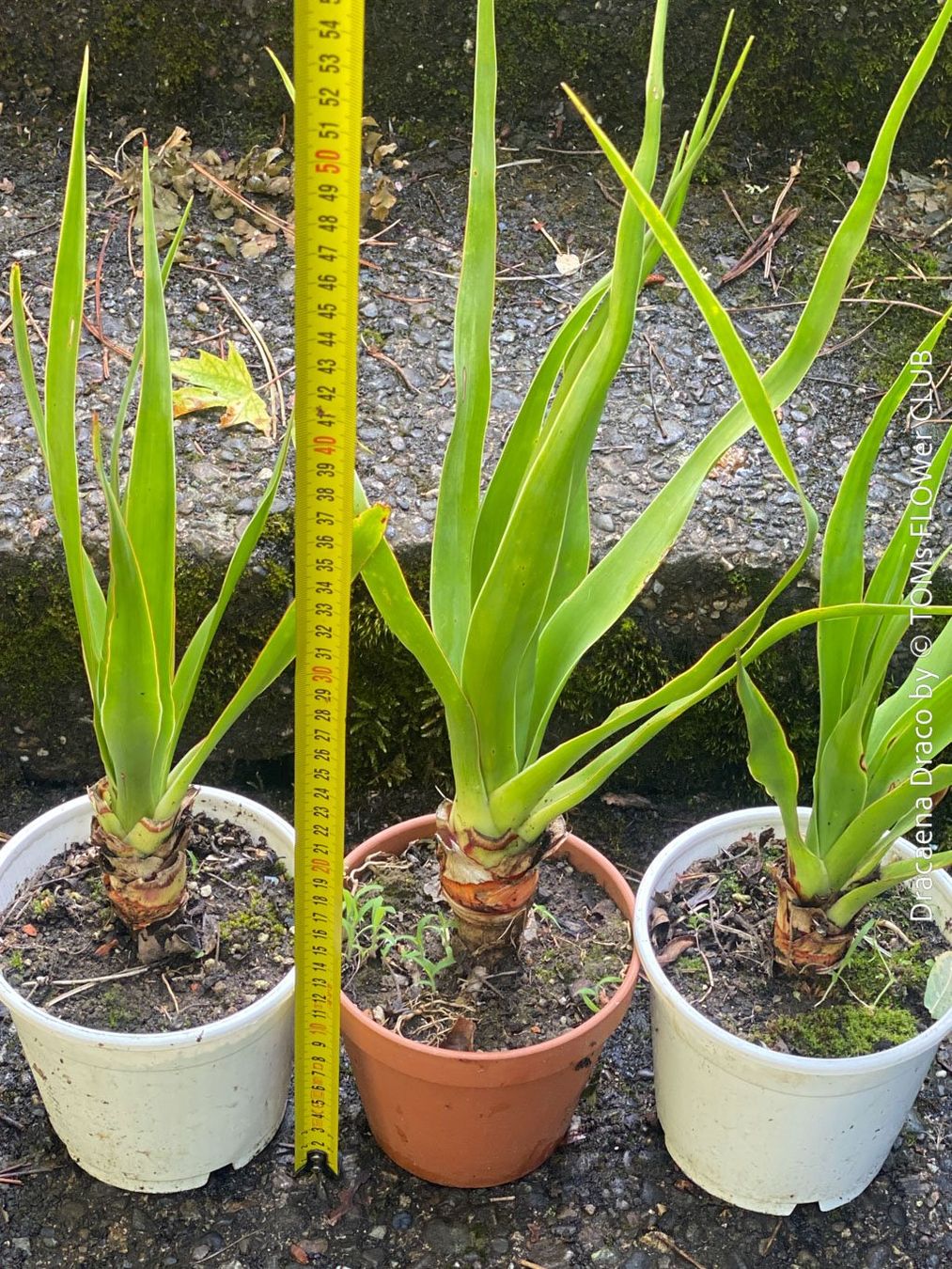 Piante & sementi: Dracaena Draco - Drachenbaum - Dein Pflanzenbegleiter – Nuovo e nell'imballaggio originale da Adliswil venduto da astom369 8