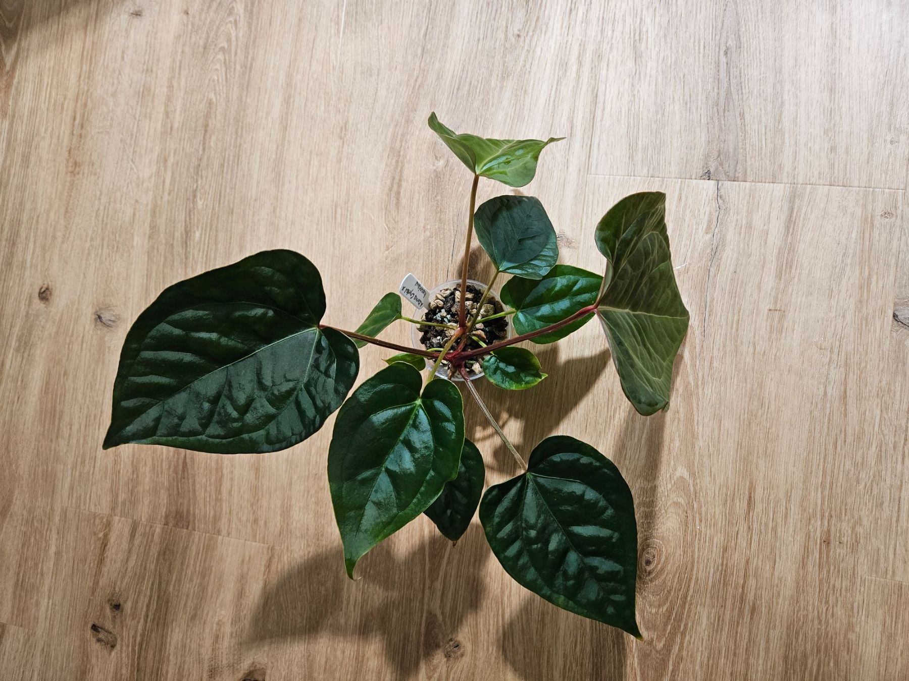 Piante & sementi: Anthurium Karma Crystal x Luxurians – Usato da Buttikon SZ venduto da Jagoda87