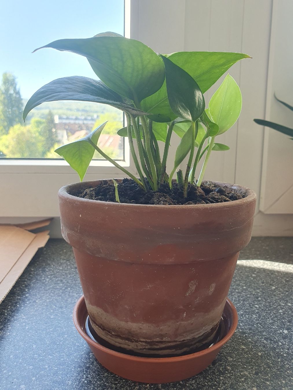 Pflanzen & Samen: Efeutute – Gebraucht aus Olten von thefrog96 1