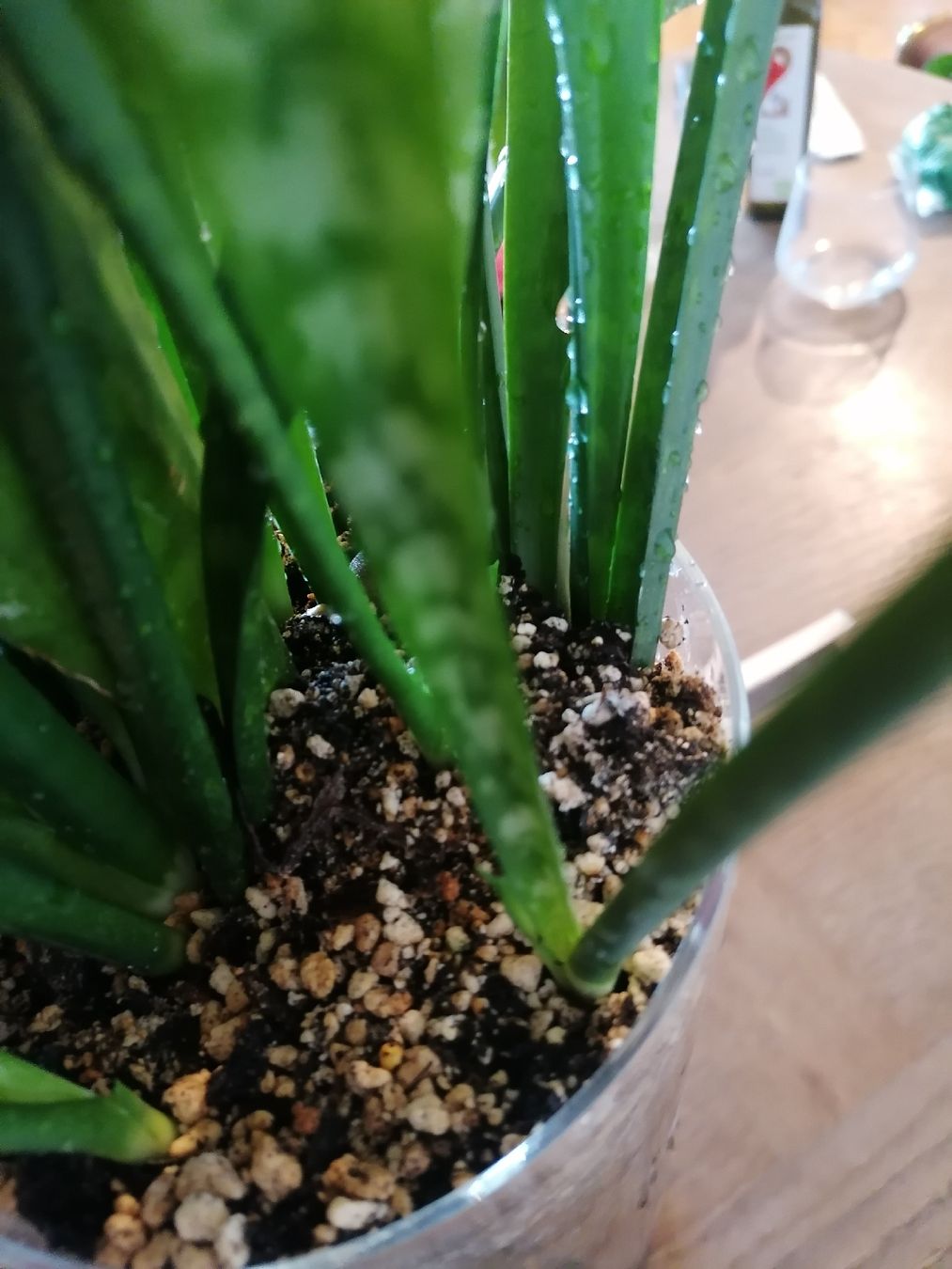 Piante & sementi: Grand Sansevieria - arrosage minimal – Usato da Le Mont-Pèlerin venduto da dundun1 5
