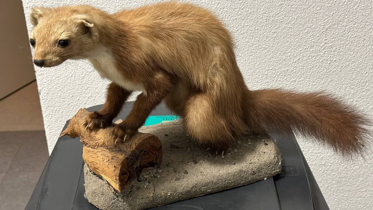 Il mondo degli animali: Ausgestopfter Marder – Usato da Beringen venduto da Mantafisch1