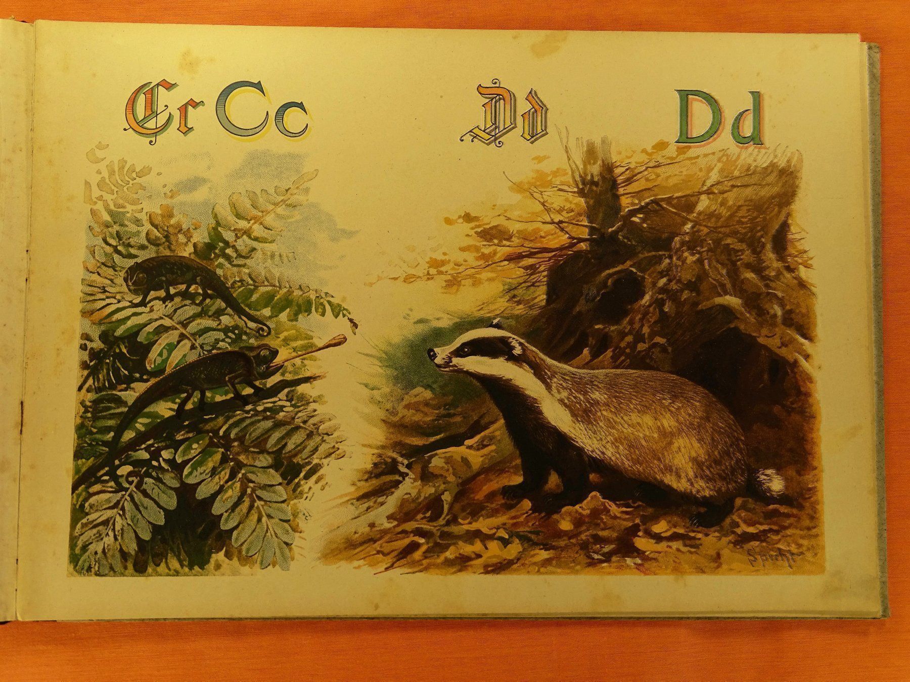 Libri: PRACHT-TIER-ABC – Usato da Grüningen venduto da Kartensammler 4