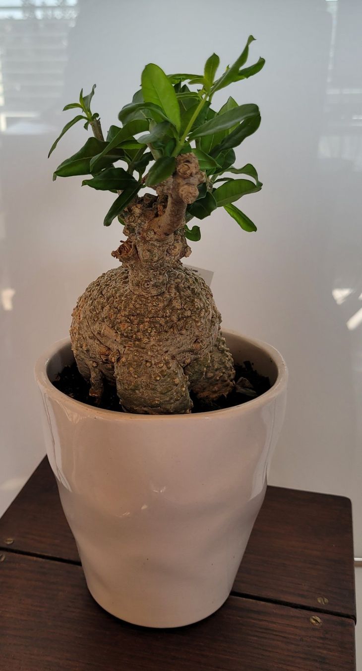 Plantes & graines: Fockea mit Topf – D'occasion à Stüsslingen par pati-king 5