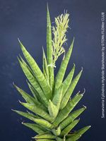 Sansevieria Cylindrica Starshooter - schön kompakte Form