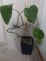 Monstera Deliciosa Ableger ca. 40cm hoch, ca.1,5 Jahre alt