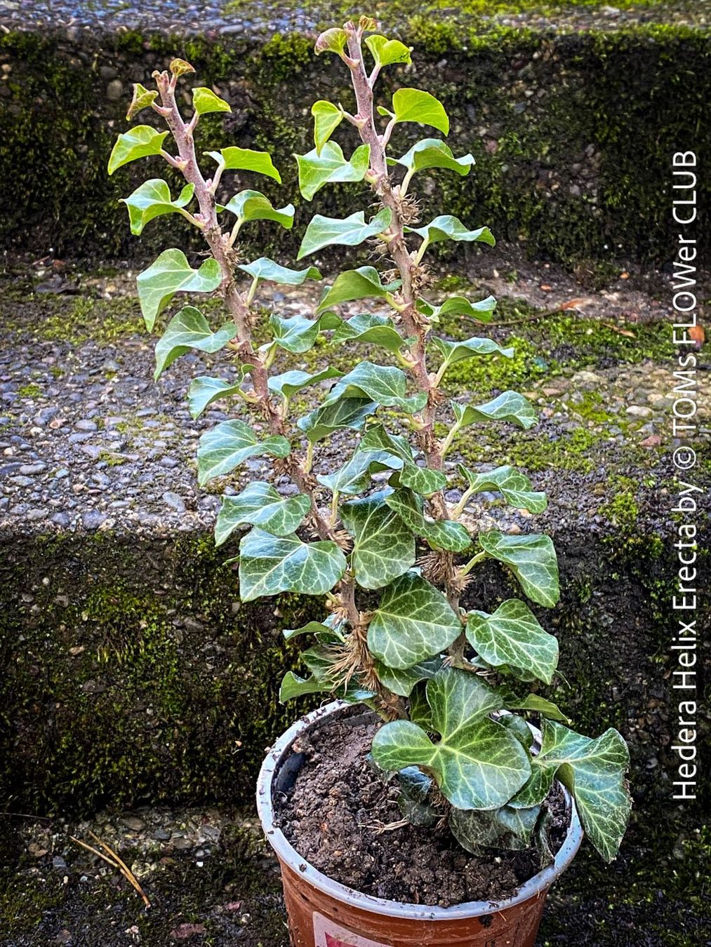 Piante & sementi: Hedera Helix Erecta - architektonischer Efeu – Nuovo e nell'imballaggio originale da Adliswil venduto da asTOMas963 1
