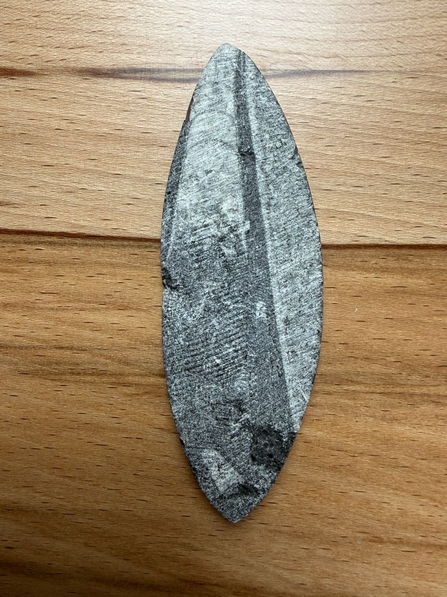 Fossili: Orthoceras-Kopffüsser – Usato da Grenchen venduto da Bastet007 4