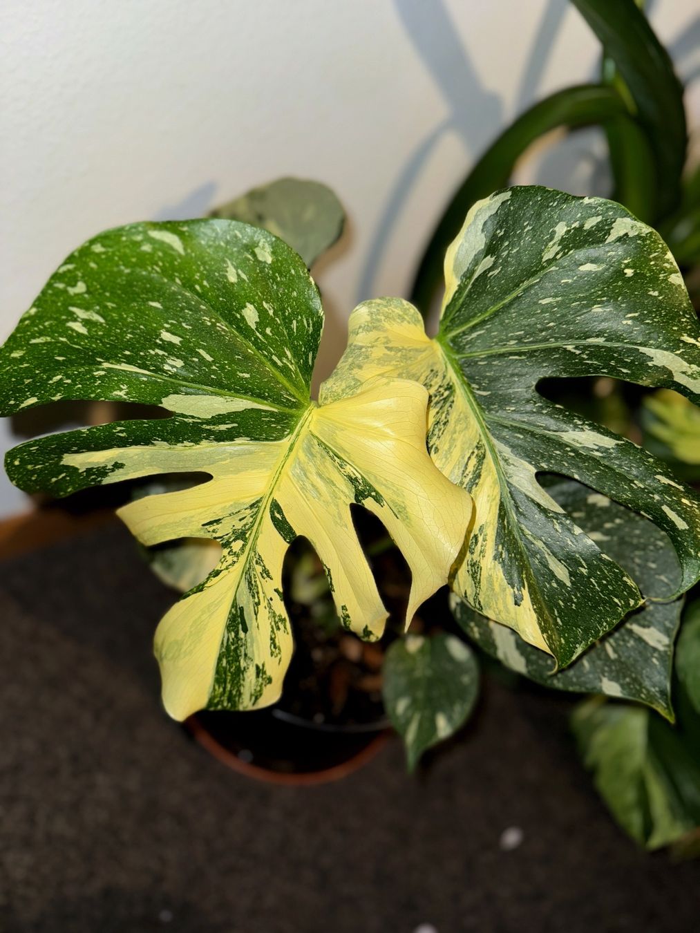 Piante & sementi: Monstera Thai Constellation (large established) – Nuovo (secondo la descrizione) da Bern venduto da plantlover_bern 4