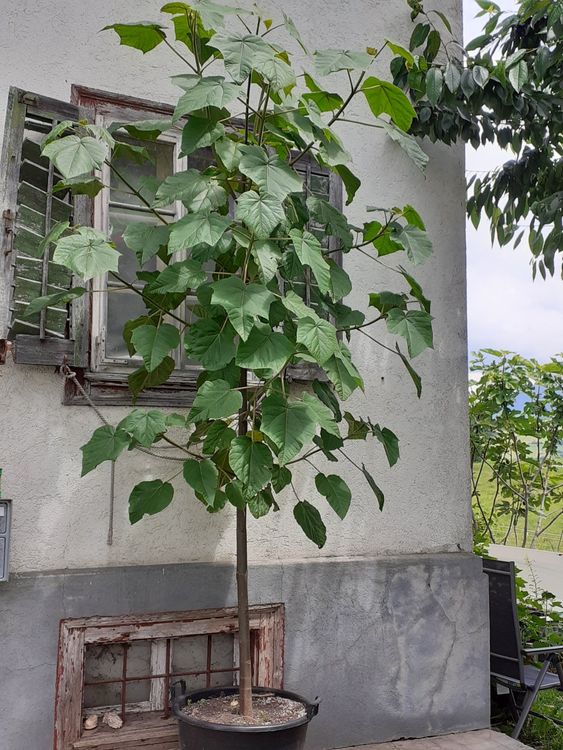 Kaiserbaum Paulowina Kiri Baum Blauglockenbaum ca. 3 m Kaufen auf Ricardo
