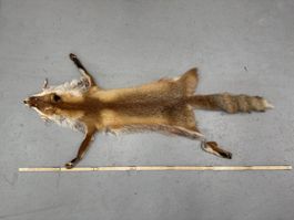 Schweizer Rotfuchs Fuchsfell „neuwertig“