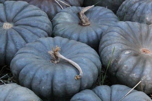 Piante & sementi: 12 Samen QUEENSLAND BLUE Kürbis – Nuovo (secondo la descrizione) da Ehrendingen venduto da VerveinaSamen 4