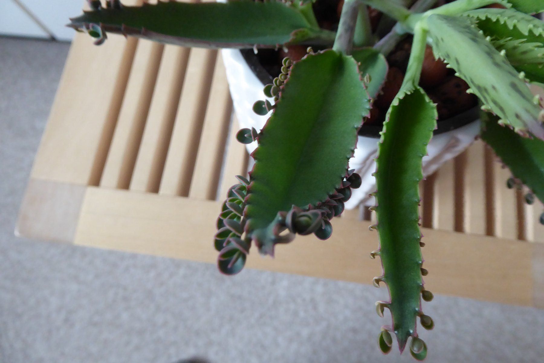 Piante & sementi: Steckling Kalanchoe delagoensis / Kindlibaum – Nuovo (secondo la descrizione) da Wettingen venduto da tonia3 4