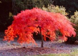 25 SAMEN JAPANISCHER ZWERGAHORN ROT
