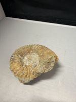 Ammonit Fossil Dekoration Stein braun guter Zustand