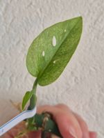 🌿 Monstera Adansonii Mint Mini-Ableger #1🌿