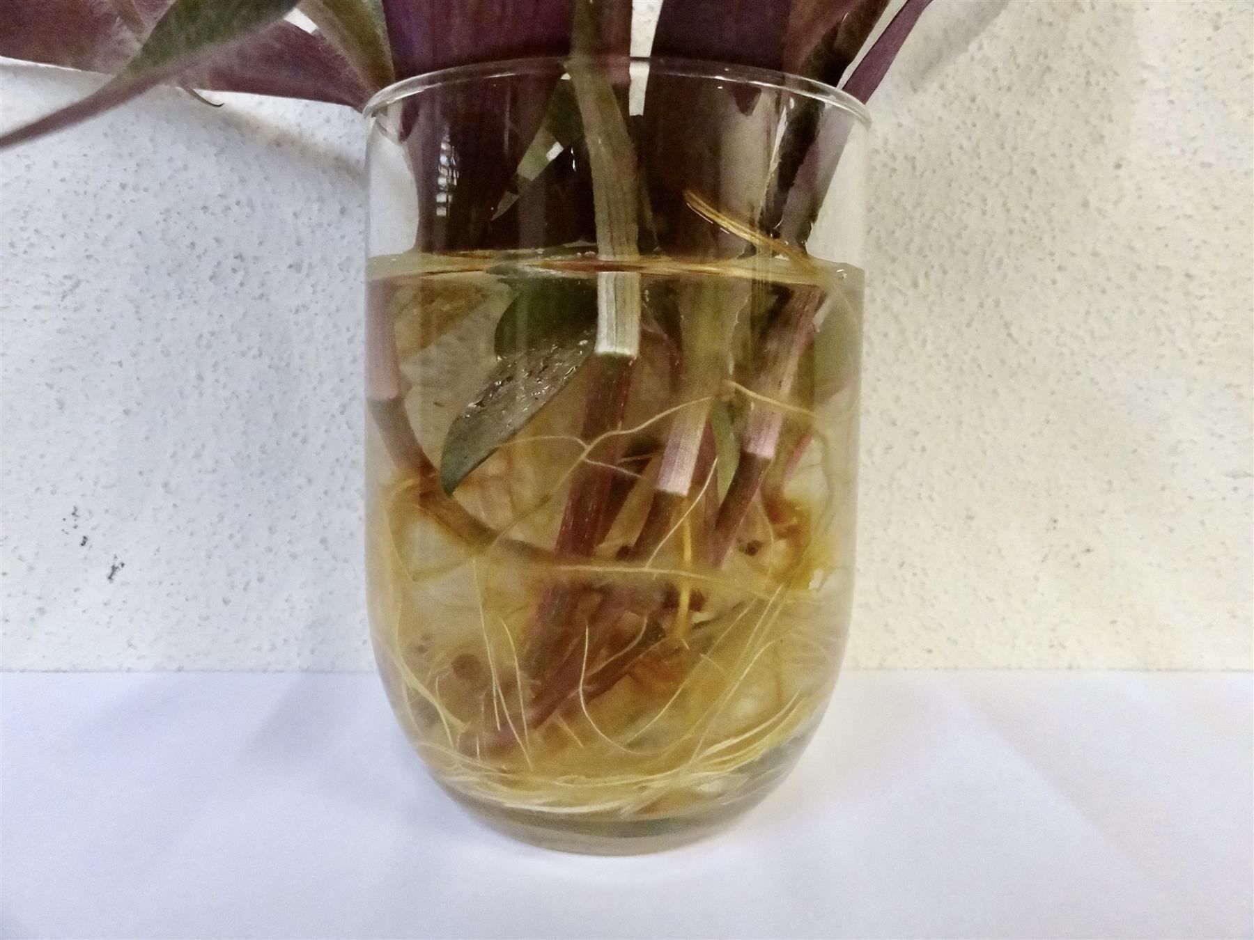 Piante & sementi: Mexikanische Dreimasterblume violett – Nuovo e nell'imballaggio originale da Kerzers venduto da zimmergruen 5