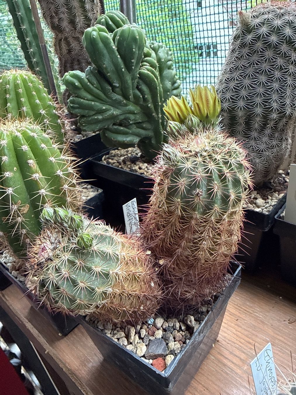 Piante & sementi: Echinocereus viridiflorus Hybrid – Usato da Rorbas venduto da SimS0n 3