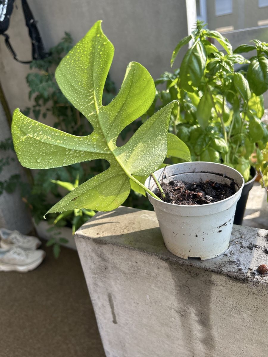 Monstera adansonii Steckling, stark bewurzelt, gesund (Neu und  originalverpackt) in Gmligen fr CHF 20  nur Abholung auf Ricardo kaufen