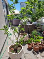 Grosser  ca.1.60 m.weisse Maulbeerbaum im Topf- Frücht trage