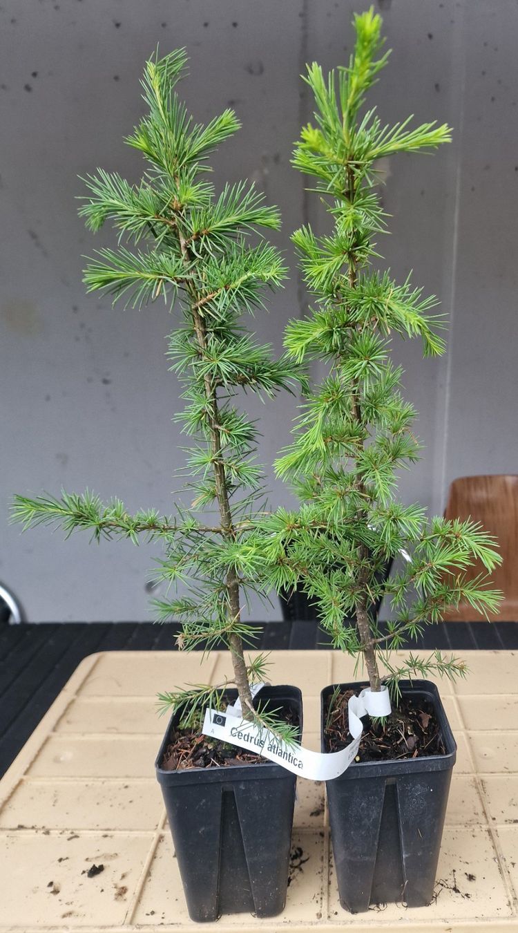 Piante & sementi: Cedrus l. atlantica - Atlaszeder – Usato da Uerkheim venduto da Justi.y 1
