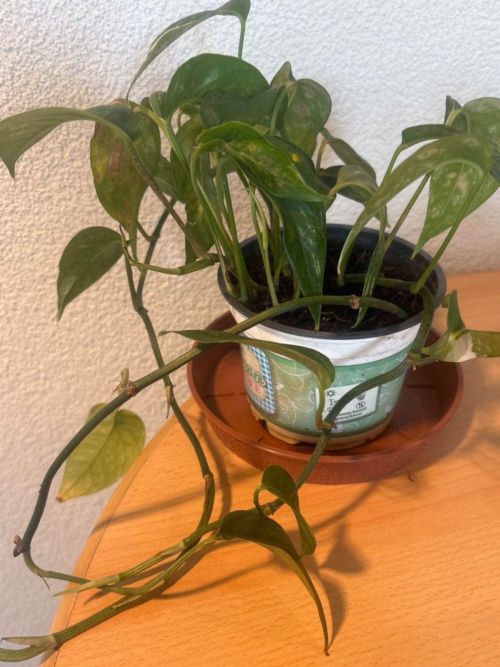 Piante & sementi: Zimmerpflanze Epipremnum aureum, – Usato da Wallisellen venduto da ASZT