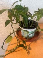 Zimmerpflanze Epipremnum aureum, gebraucht, im Topf