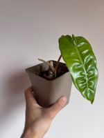 Philodendron Billiaetiae gesunde starke junge Zimmerpflanze