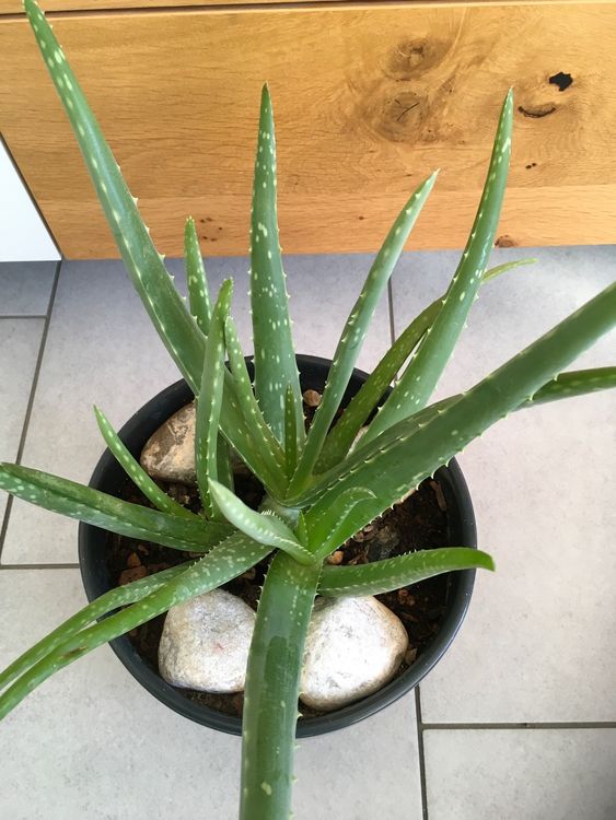 Aloe Vera sehr Pflegeleicht 3JungPflanze 25cm ohne Topf Kaufen auf