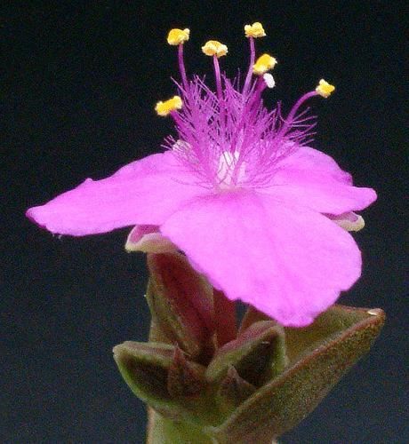Piante & sementi: Tradescantia navicularis – Nuovo (secondo la descrizione) da Geroldswil venduto da botanicals