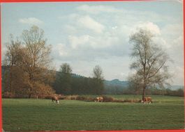 NEUNFORN (Bezirk Frauenfeld) - Beim Weiler Fahrhof - Kühe