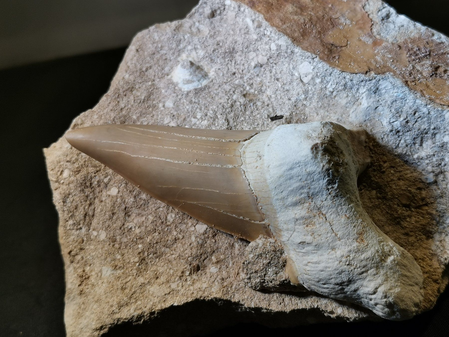 Fossilien: Haifischzahn in originaler Matrix – Neu (gemäss Beschreibung) aus Suhr von Brocki-Suhr 5