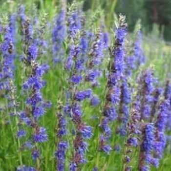 Piante & sementi: Hysope aromatique 20g – Nuovo (secondo la descrizione) da Bremblens venduto da FIBONACCI369