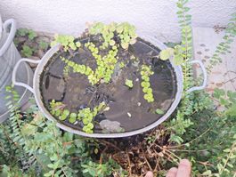 Wasserzuber Metall rund mit Wasserpflanzen gebraucht